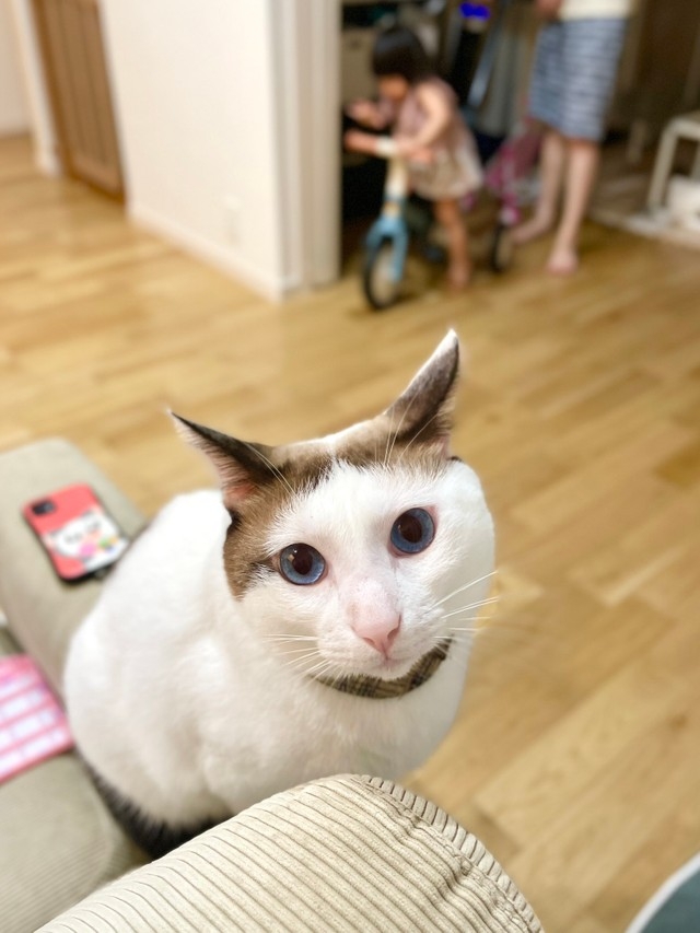 奴才：我很忙噠～哪有時間一直陪你啊