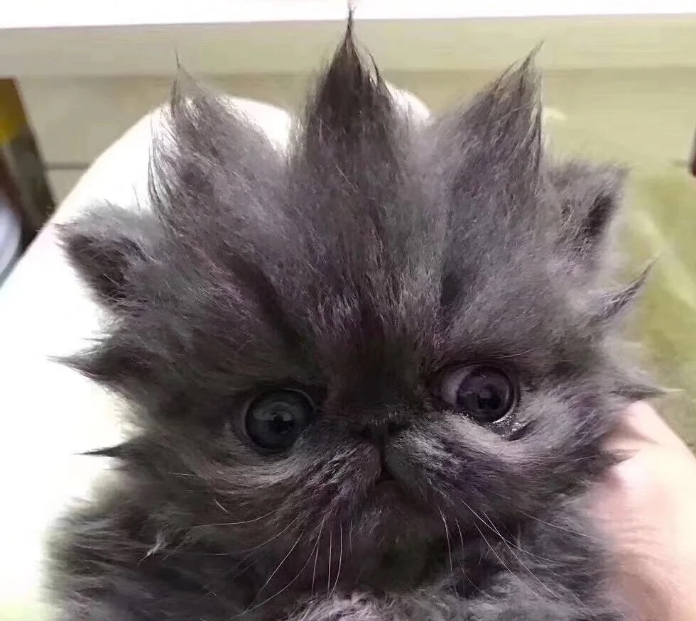 奴才:哎呦~不要聽網友亂說啦