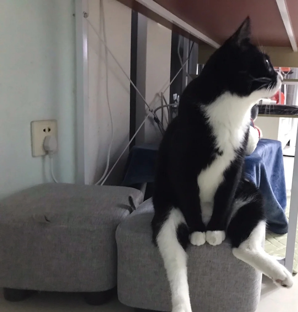 奴才：被喵主子教訓了