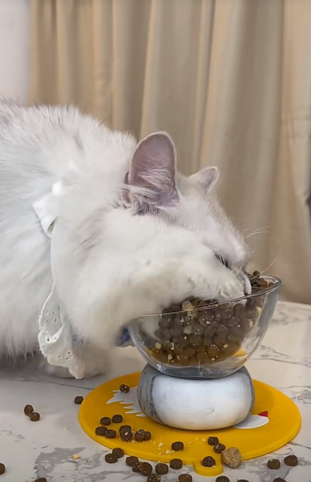 奴才：沒有人跟你搶啦