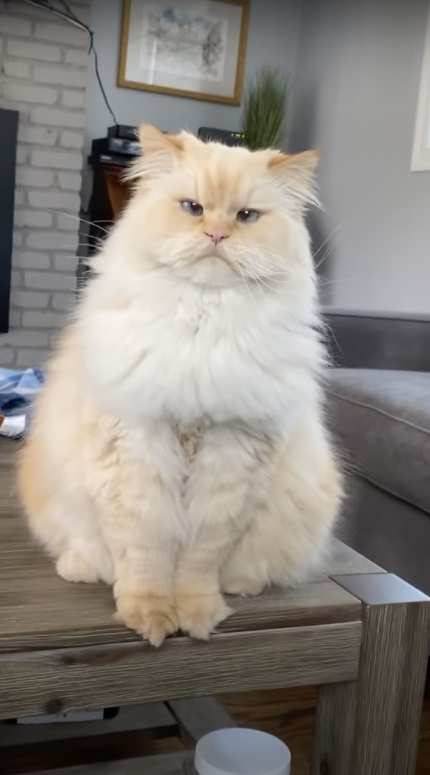 奴才：那你撒個嬌啊