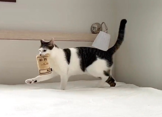 喵：人家只是喜歡叼著玩具也不行喔