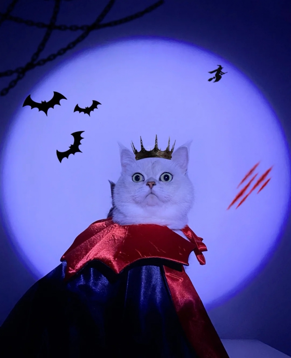 奴才：我都沒有你會啊