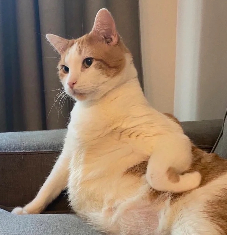 奴才：哼！你憑什麼指揮我