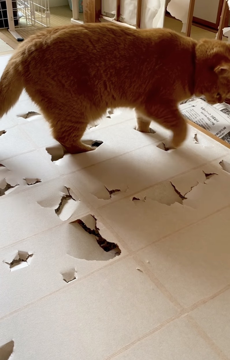 奴才：那你就盡情的玩吧～