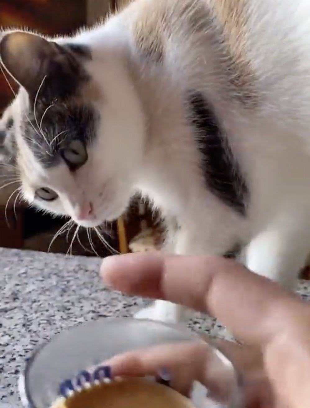 喵：朕真的受不了這個味道