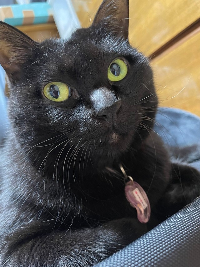 喵：嘿嘿～知道朕的好處了嗎