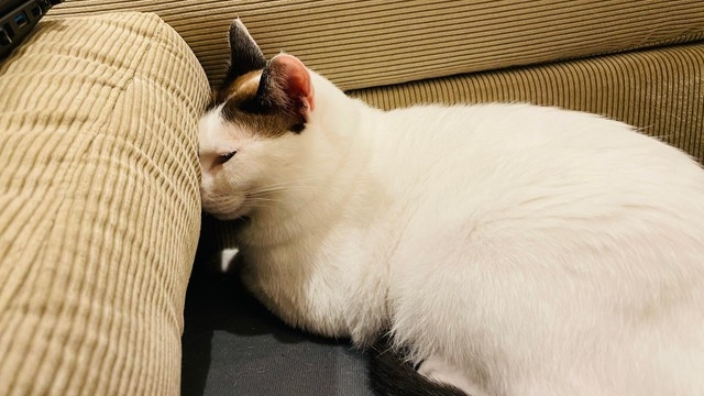 奴才：哎呦～不至於吧