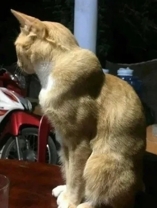 奴才：知道你很難受啦