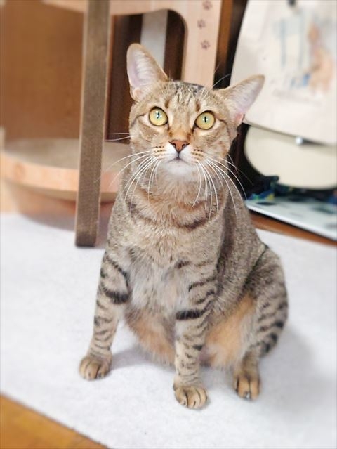 奴才：才說了一句「小吃」臉色怎麼轉變那麼快啊