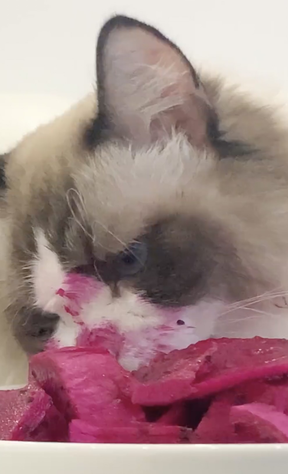 喵:好啦好啦!別唸了,沒有吃很多欸