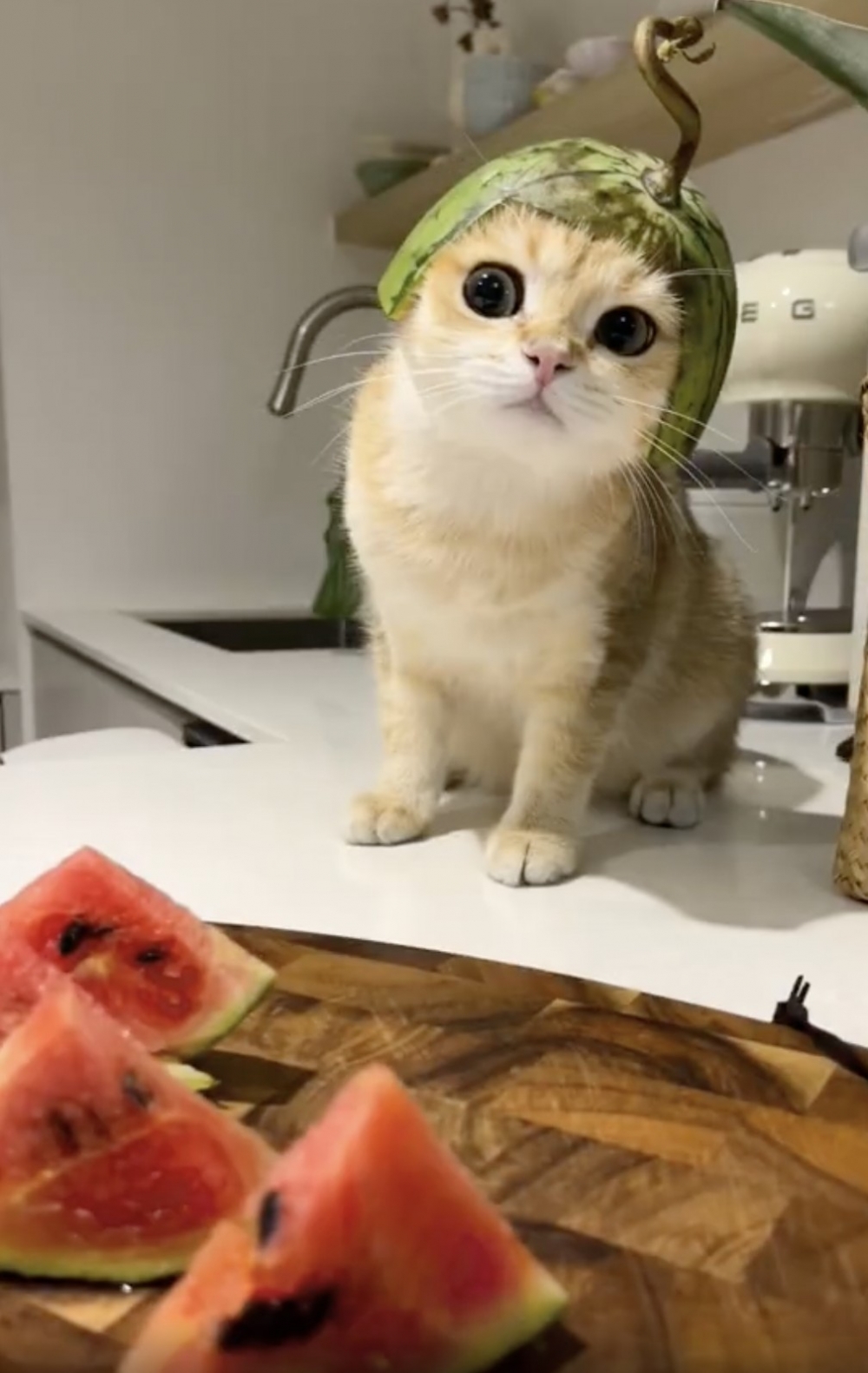 奴才：小貓咪不可以吃太多喔