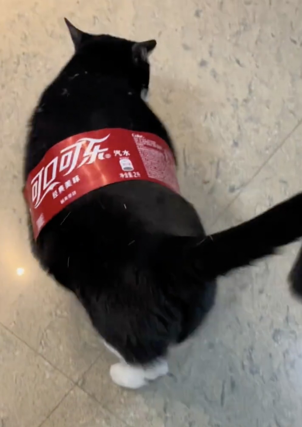 喵：你看朕有高興嗎