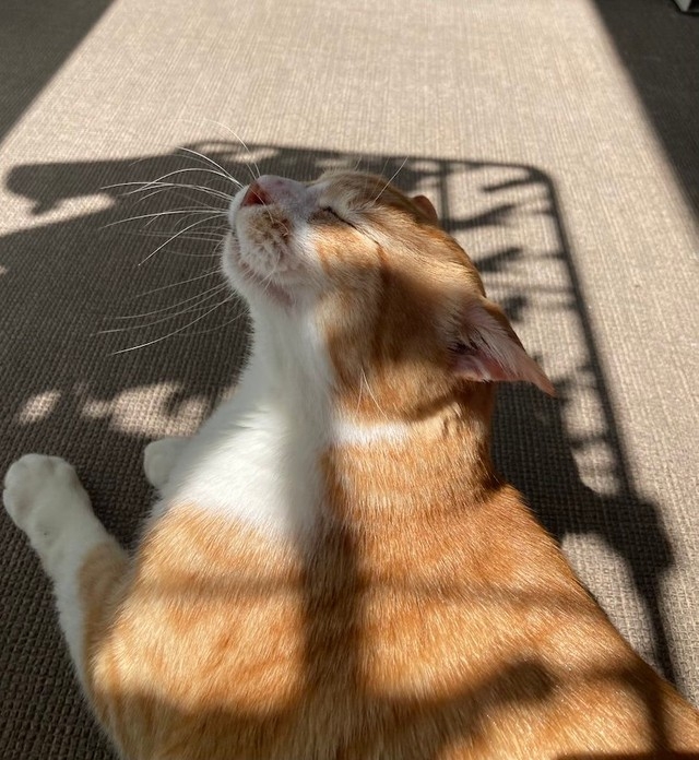 喵:在家曬太陽睡覺多爽啊!