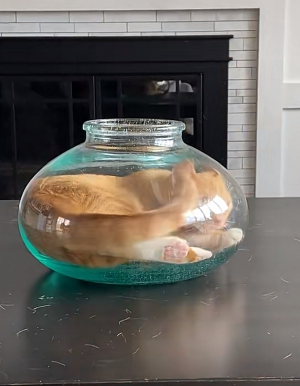 奴才：無愧於「液體貓」的稱呼啦