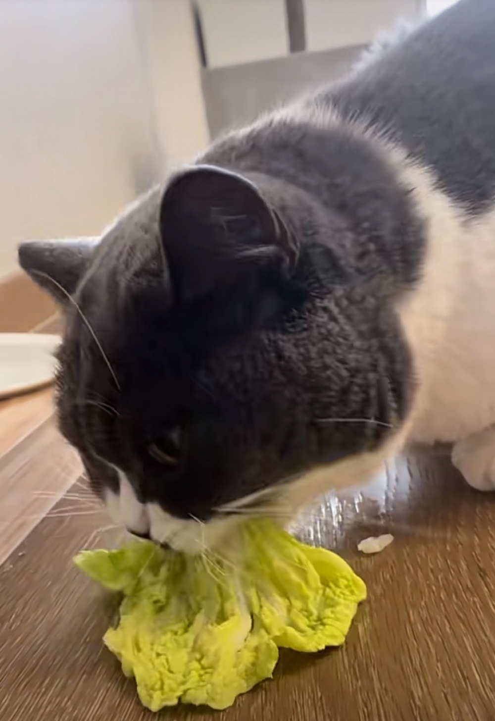 奴才：你想做名副其實的「菜貓」是不是