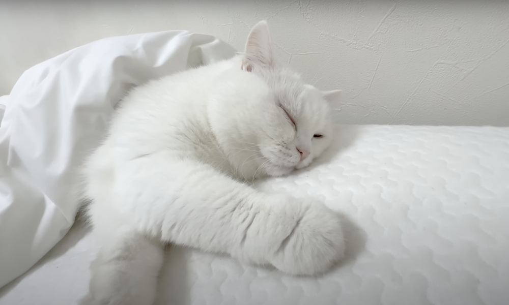 奴才：那我也來陪你一起睡吧～