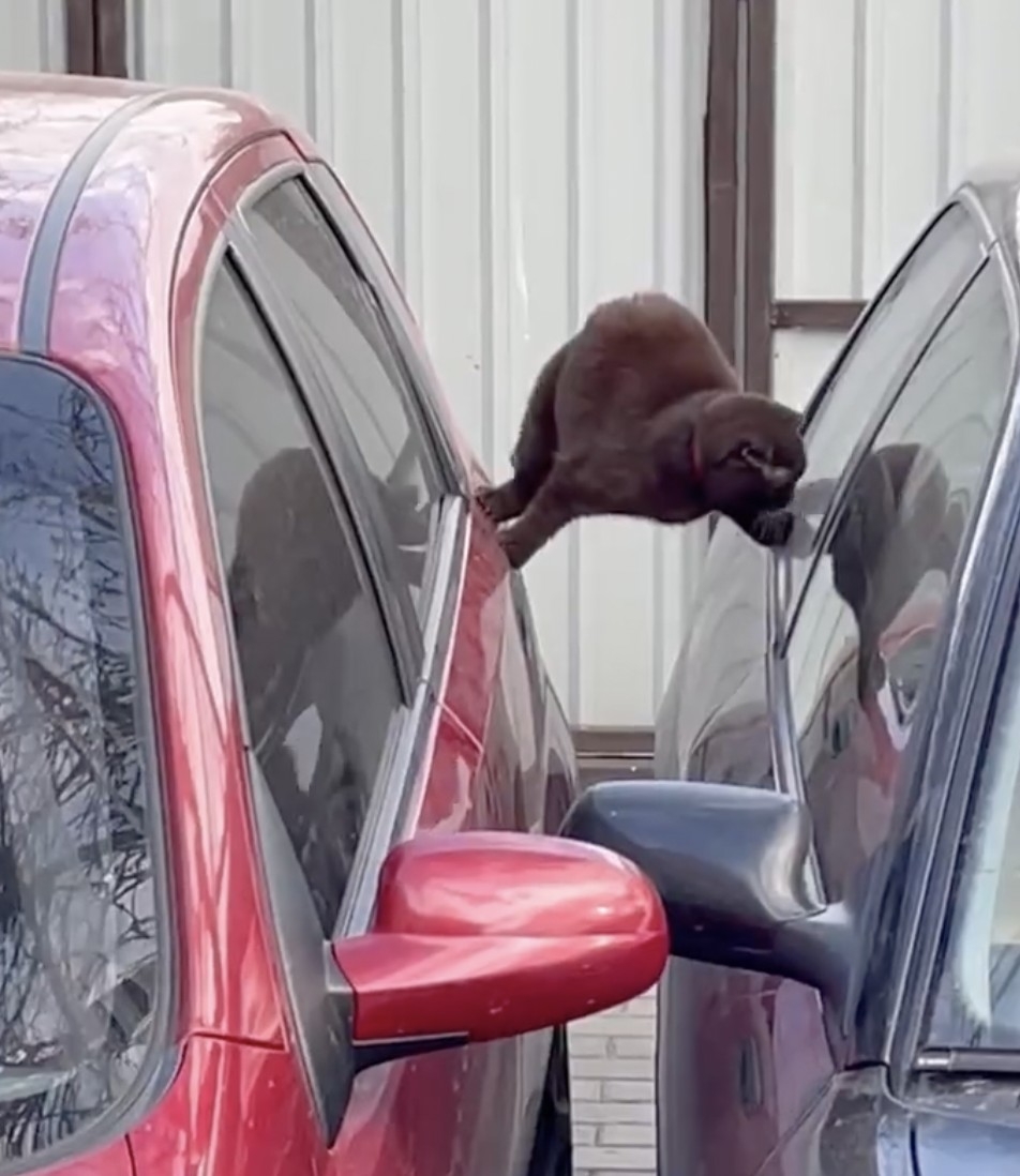 喵：都是小case啦