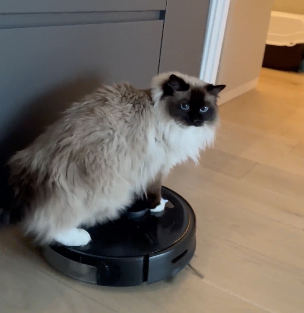 奴才：這也沒有多高啦～但是你要站穩一點才行