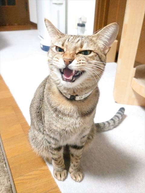 奴才：刷了牙之後補償你好吃的可以嗎