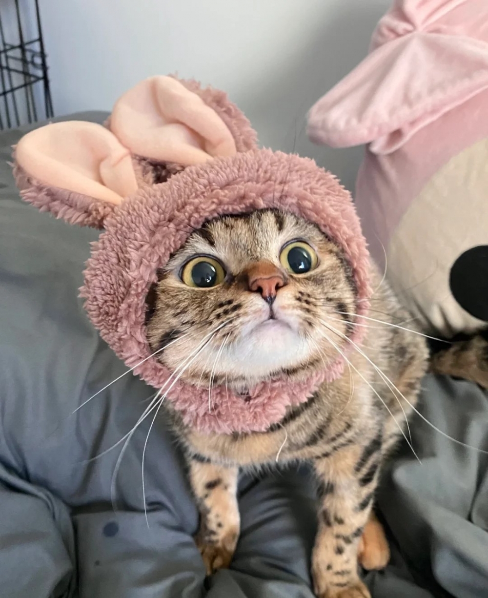 喵：奴才送的都喜歡啦 小紅書/@AKI啦