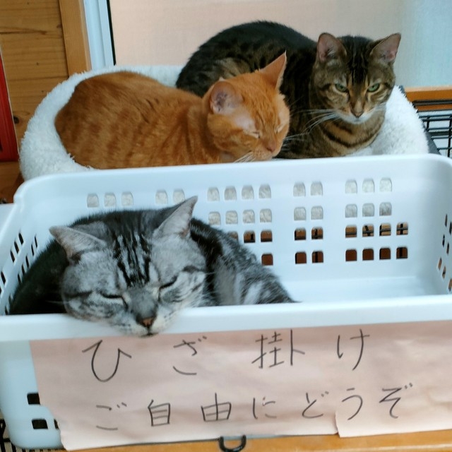 奴才：很會照顧生意誒