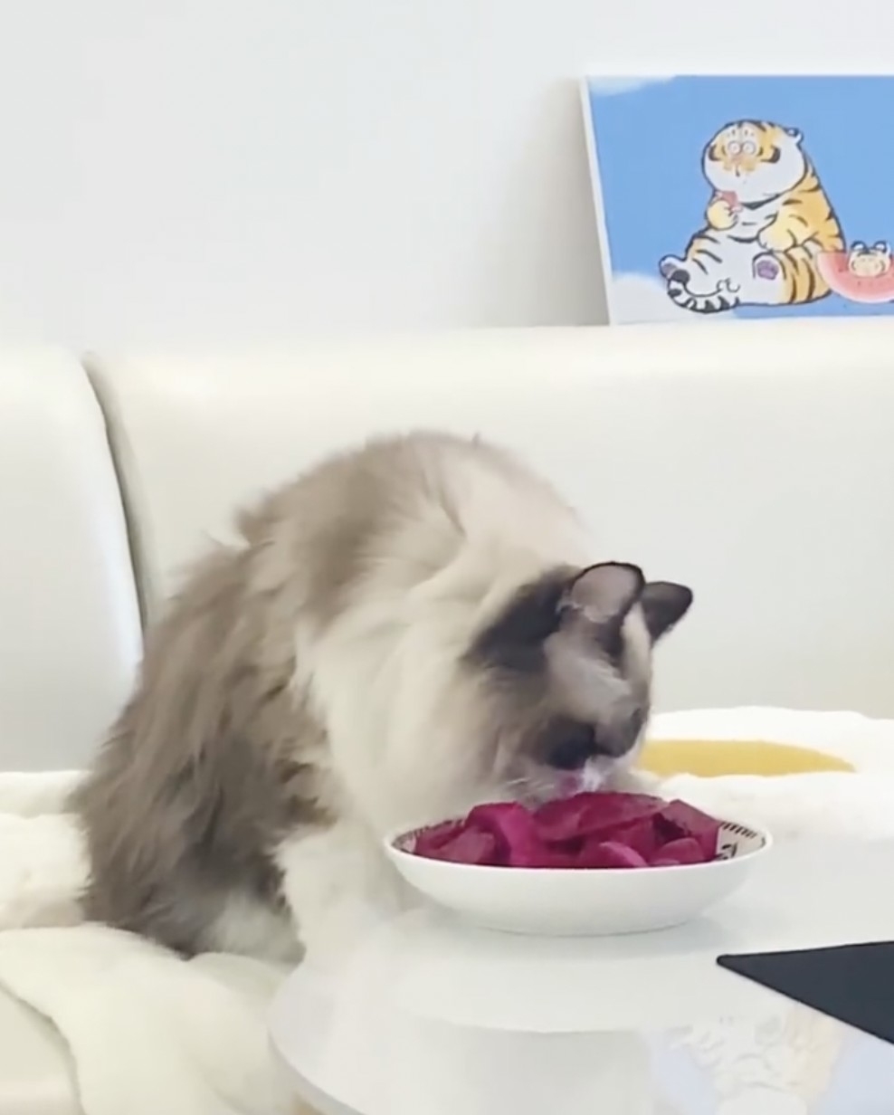 喵:還沒吃完呢~