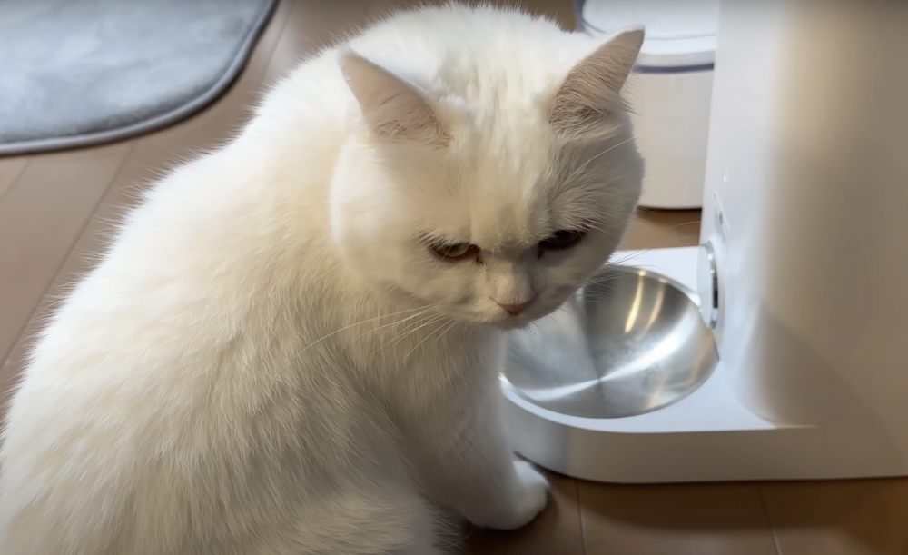 奴才：什麼鬧鐘都沒有自動餵食機來得管用啊！