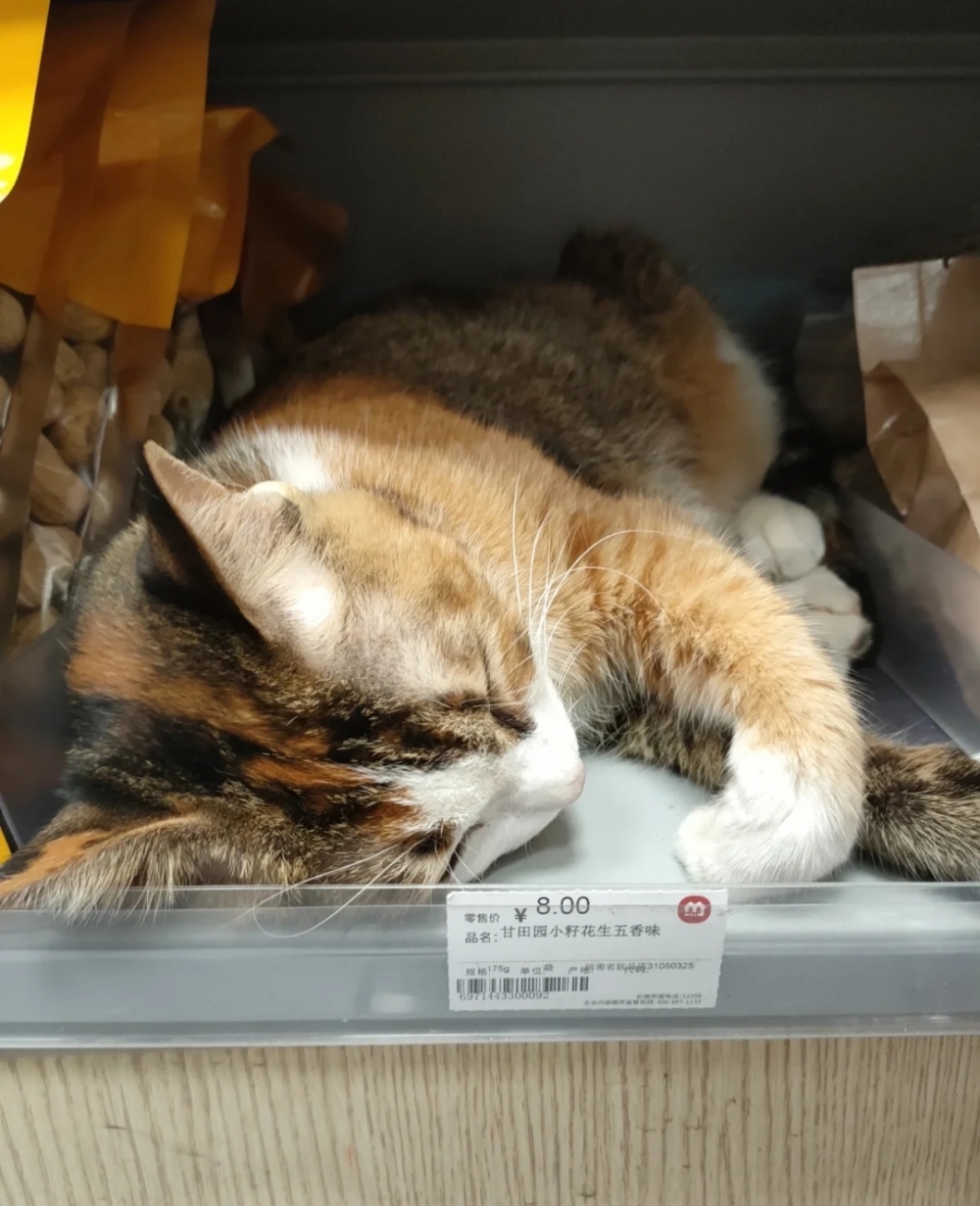 喵：這才不是朕的身價！