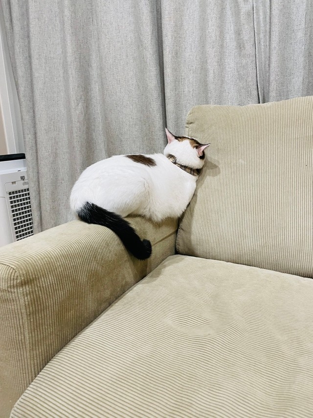 喵：情緒就是要表現出來你才會懂啊