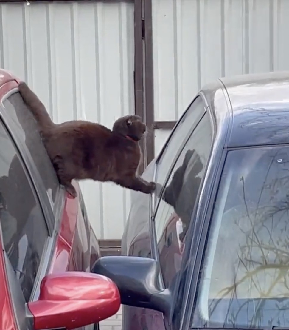 奴才：快點下來啦～真的是服了還敢在上面坐著！