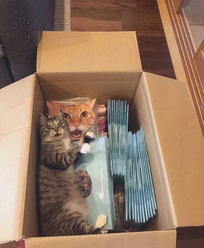 喵：你嚇到朕了！