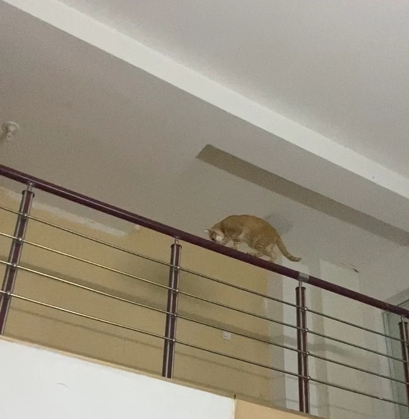 奴才：求求你快下來吧！