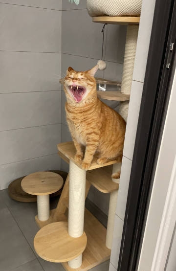 奴才：嘴巴好大啊