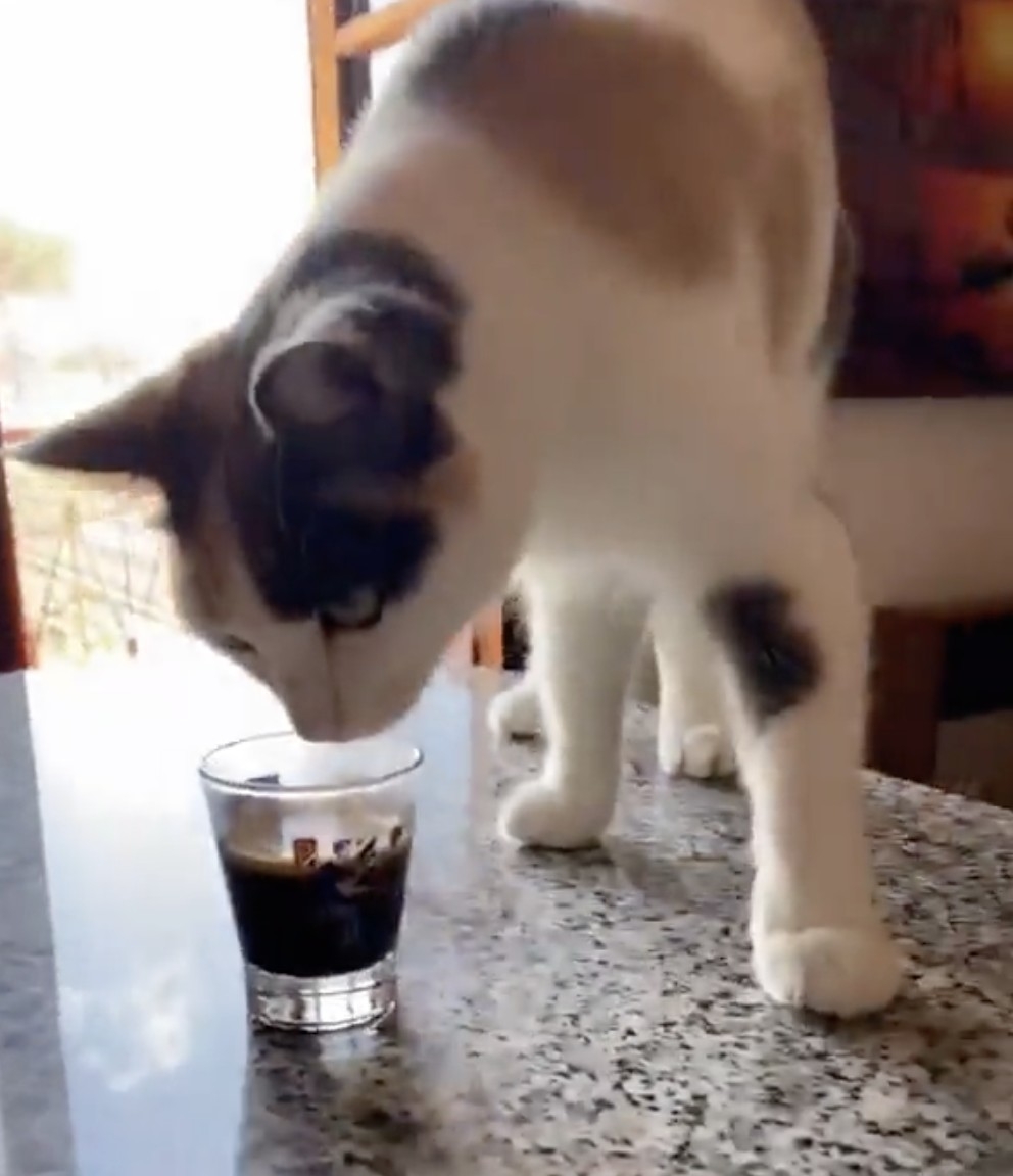 奴才：我每天都要喝的咖啡喔～