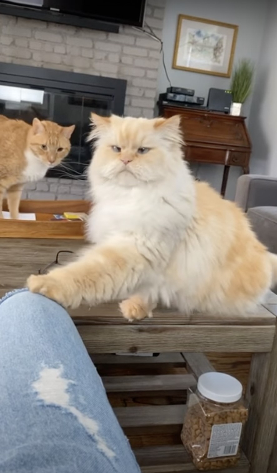 奴才：等等，現在不得空啦