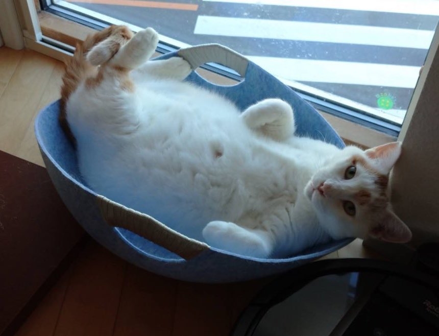 奴才：好啦，摸摸有舒服嗎