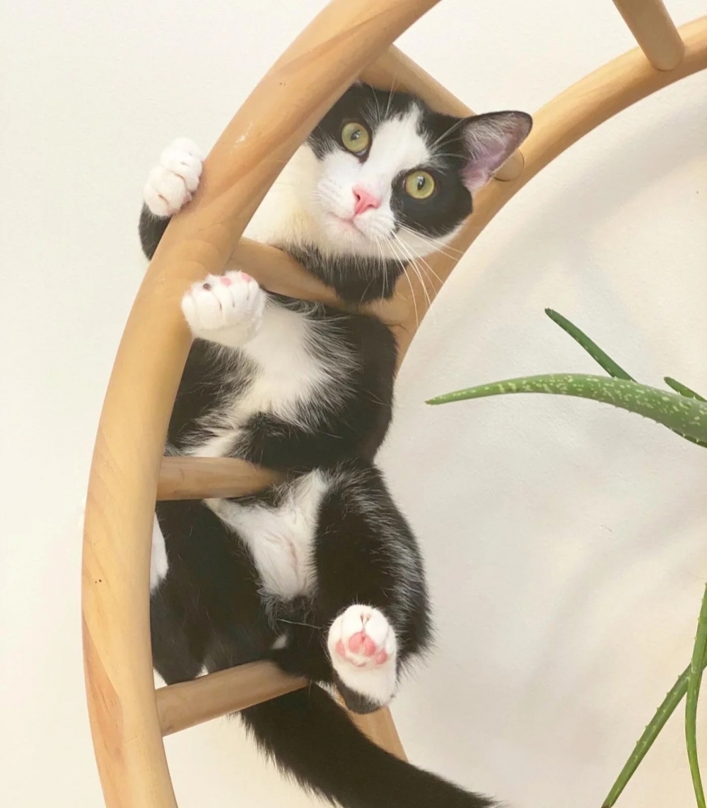 喵：朕肯定會照顧自己的安全噠！