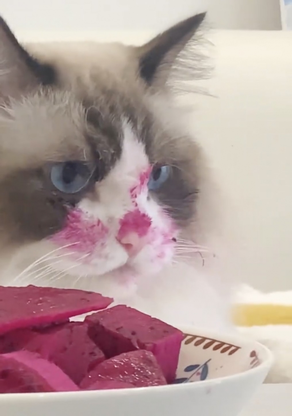 喵:朕可是光明正大吃的喔