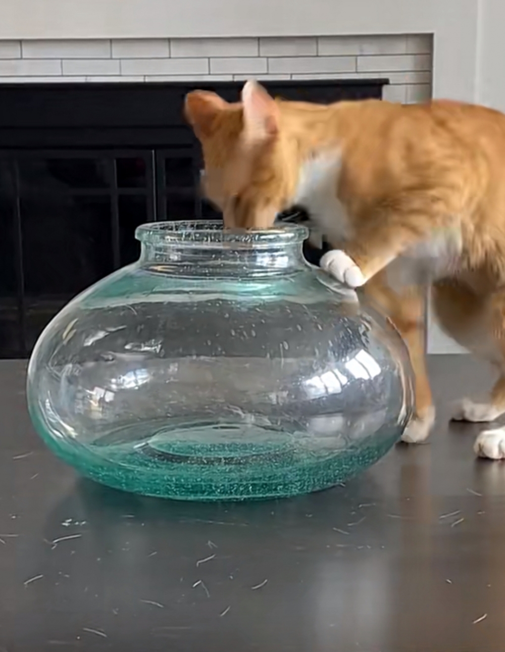 喵：嘿嘿，快來羨慕朕吧