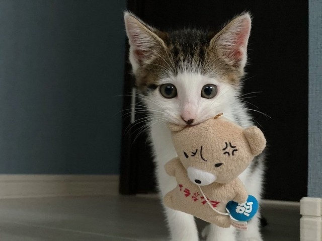 奴才：你的玩具都不是拿來玩的嗎？