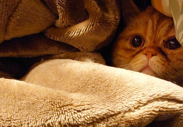 奴才：好啦，我想想之後讓你吃什麼好通便便的