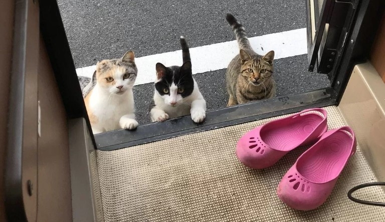 喵:我們也想吃啊
