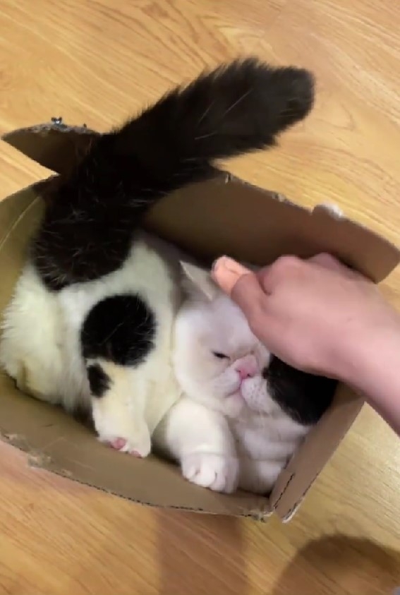 喵：到底救不救啦！