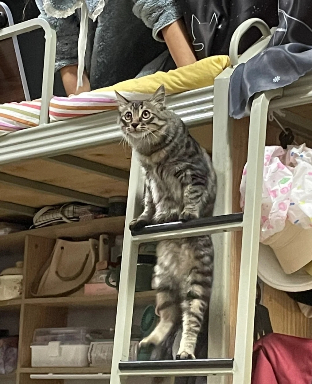 奴才：連毛髮的顏色都那麼相似