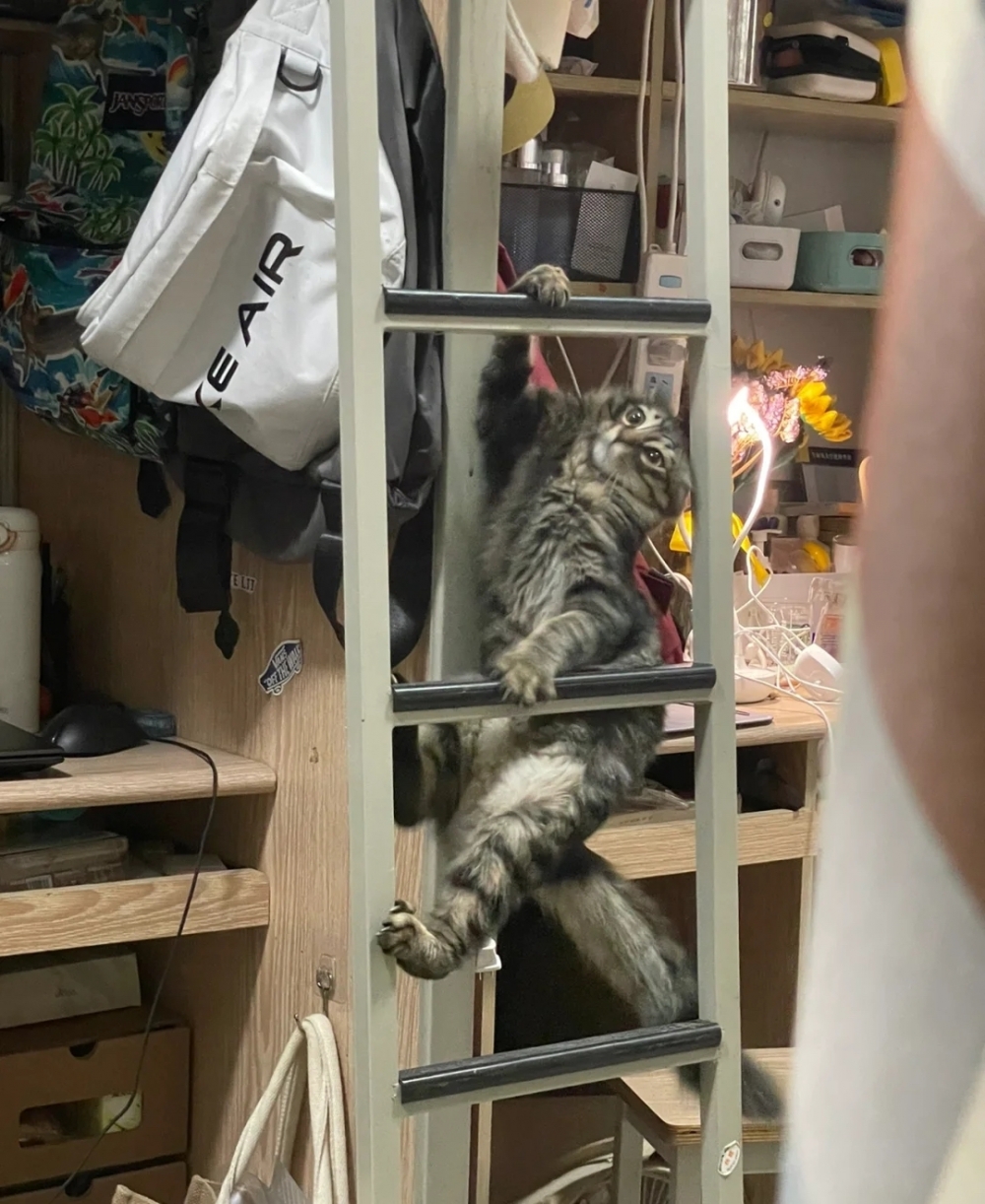 奴才：挺像樣的