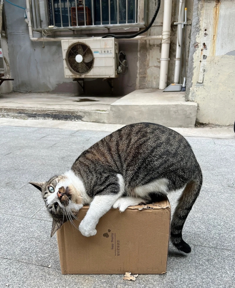 奴才：必須得加罐罐獎勵一下才行