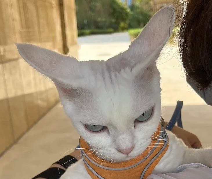 奴才:很快,就一下下啦
