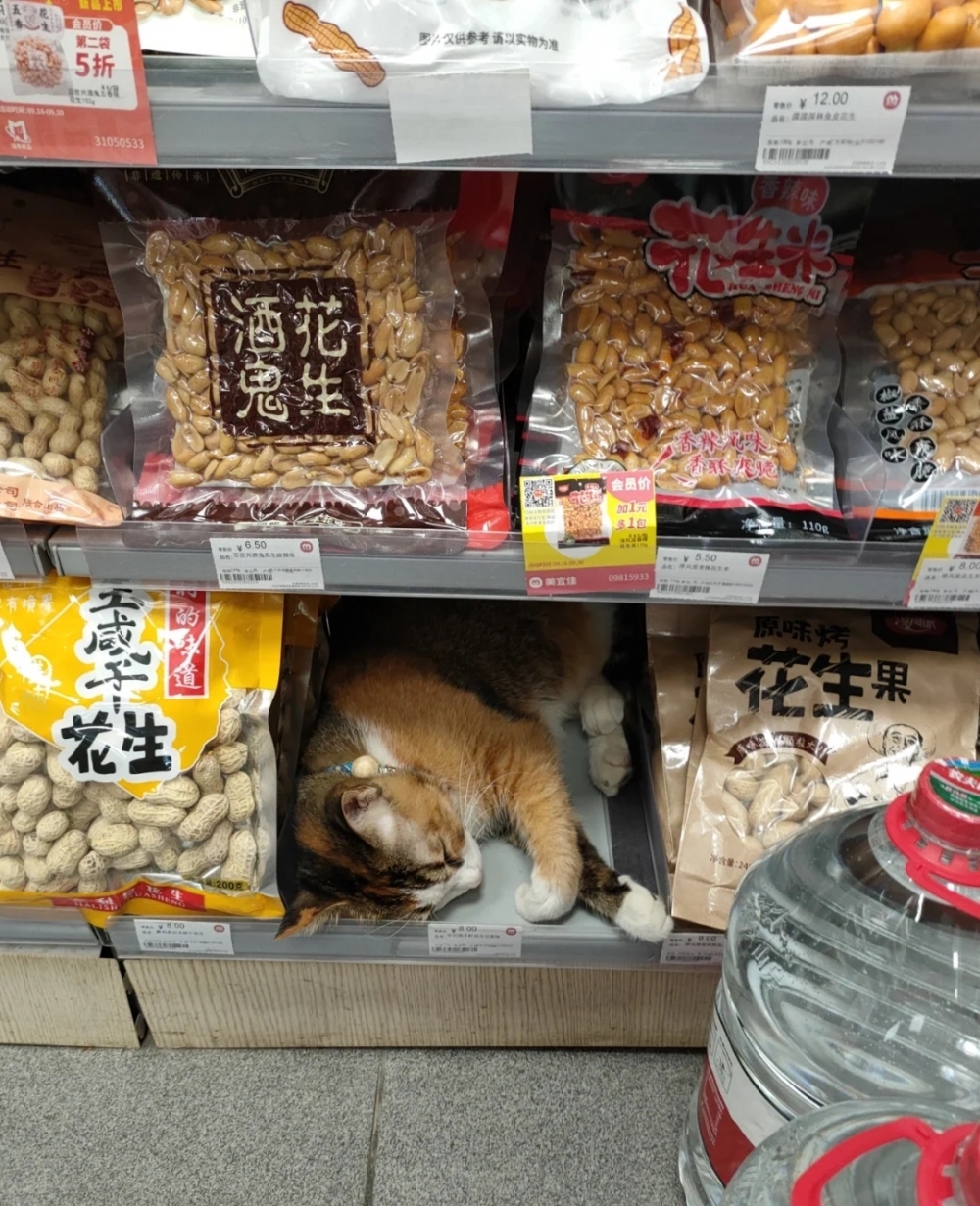 喵：果然選對的地點，賺錢模式開啟啦～