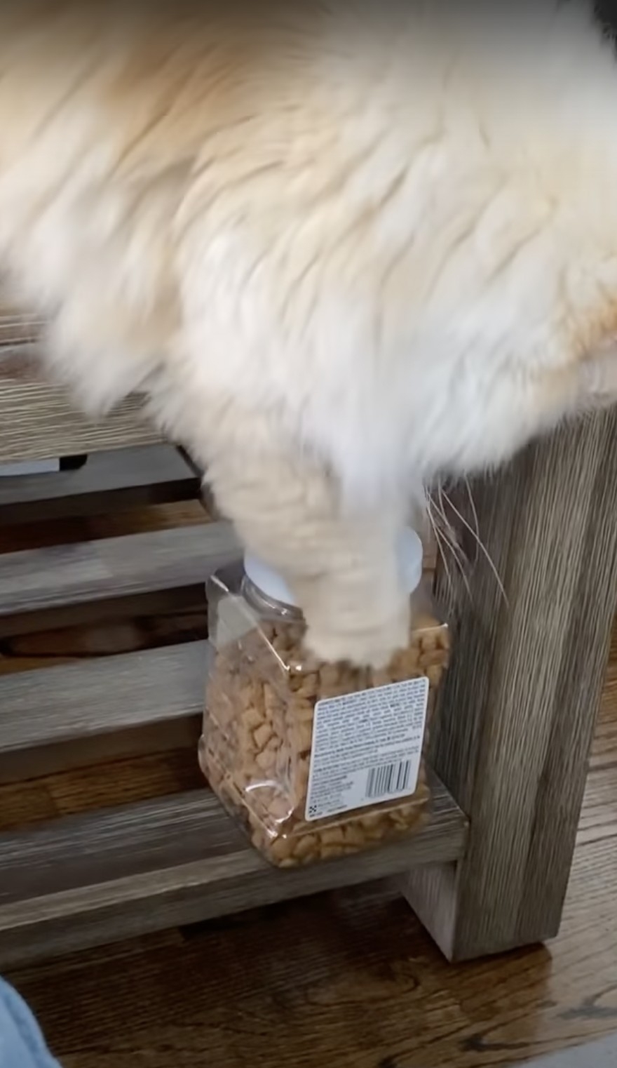 奴才：撒嬌的話現在就給你吃